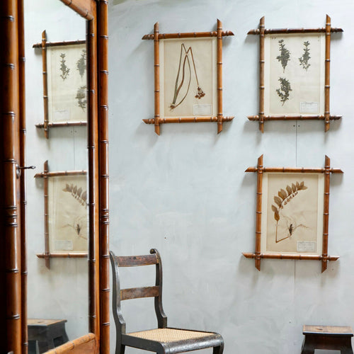 Collection of 19th Century Pressed Flowers