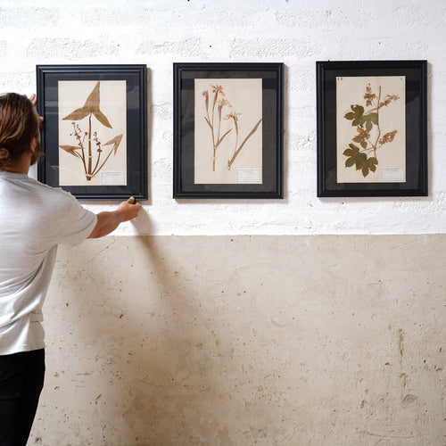 Set Of Three Antique French 'Herbier' 
