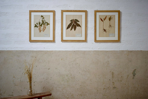 Decorative Set Of 3 French Pressed 19th Century Herbariums