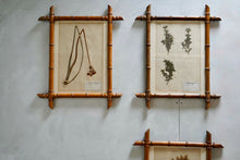 Collection of 19th Century Pressed Flowers