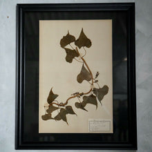 Antique 19th Century French Flower Pressings Herbarium Mounted In Frames