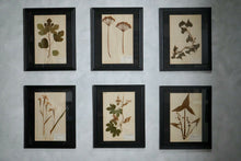 Antique 19th Century French Flower Pressings Herbarium Mounted In Frames