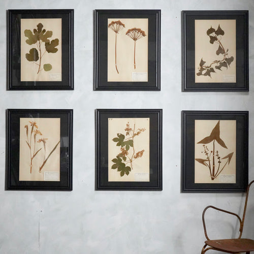 Antique 19th Century French Flower Pressings Herbarium Mounted In Frames